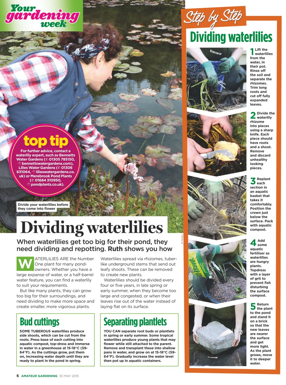 Amateur Gardening Preview Pages