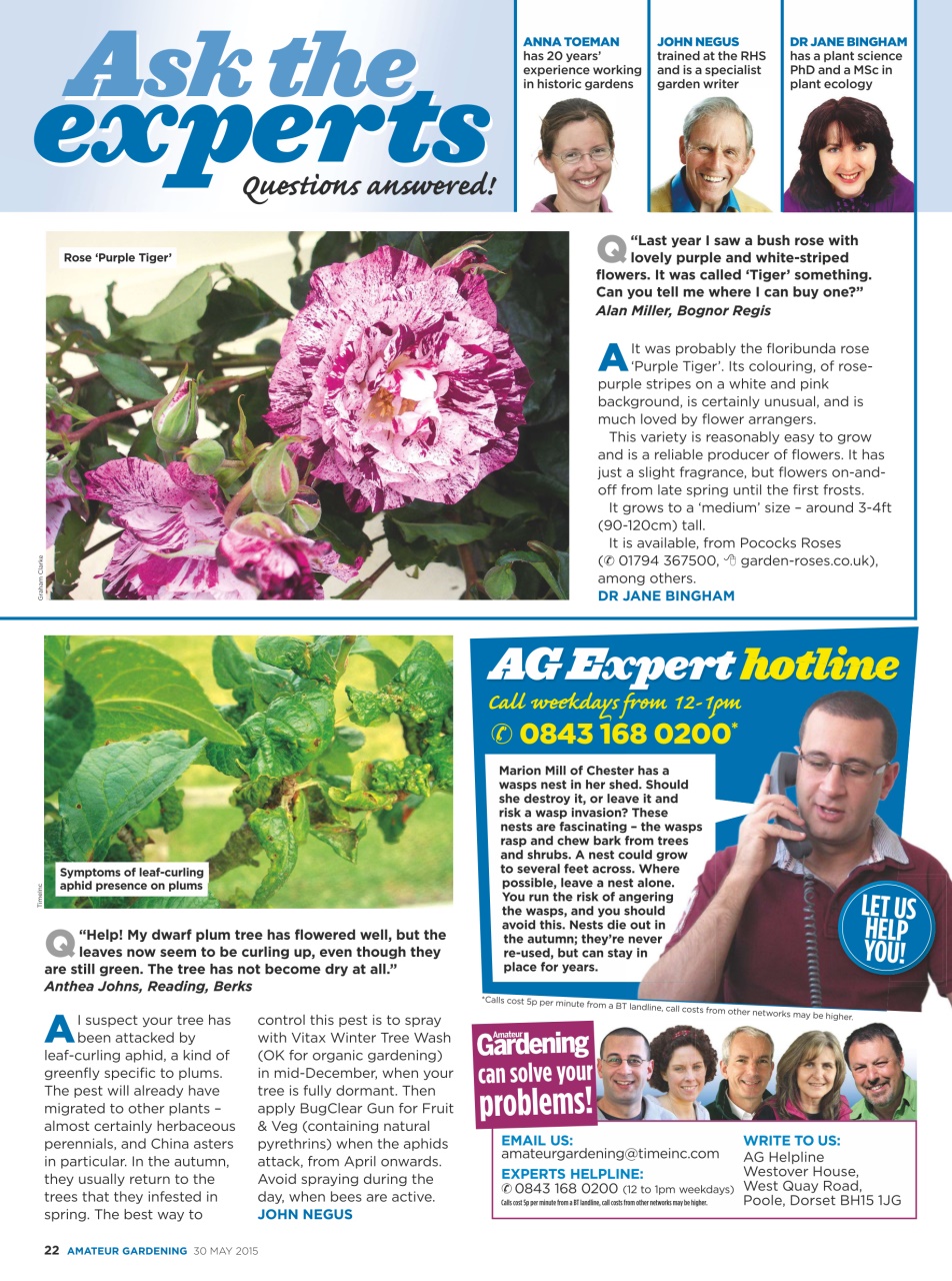 Amateur Gardening Preview Pages