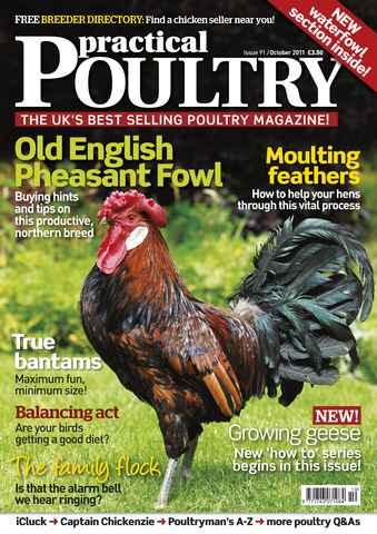 Practical Poultry issue 91