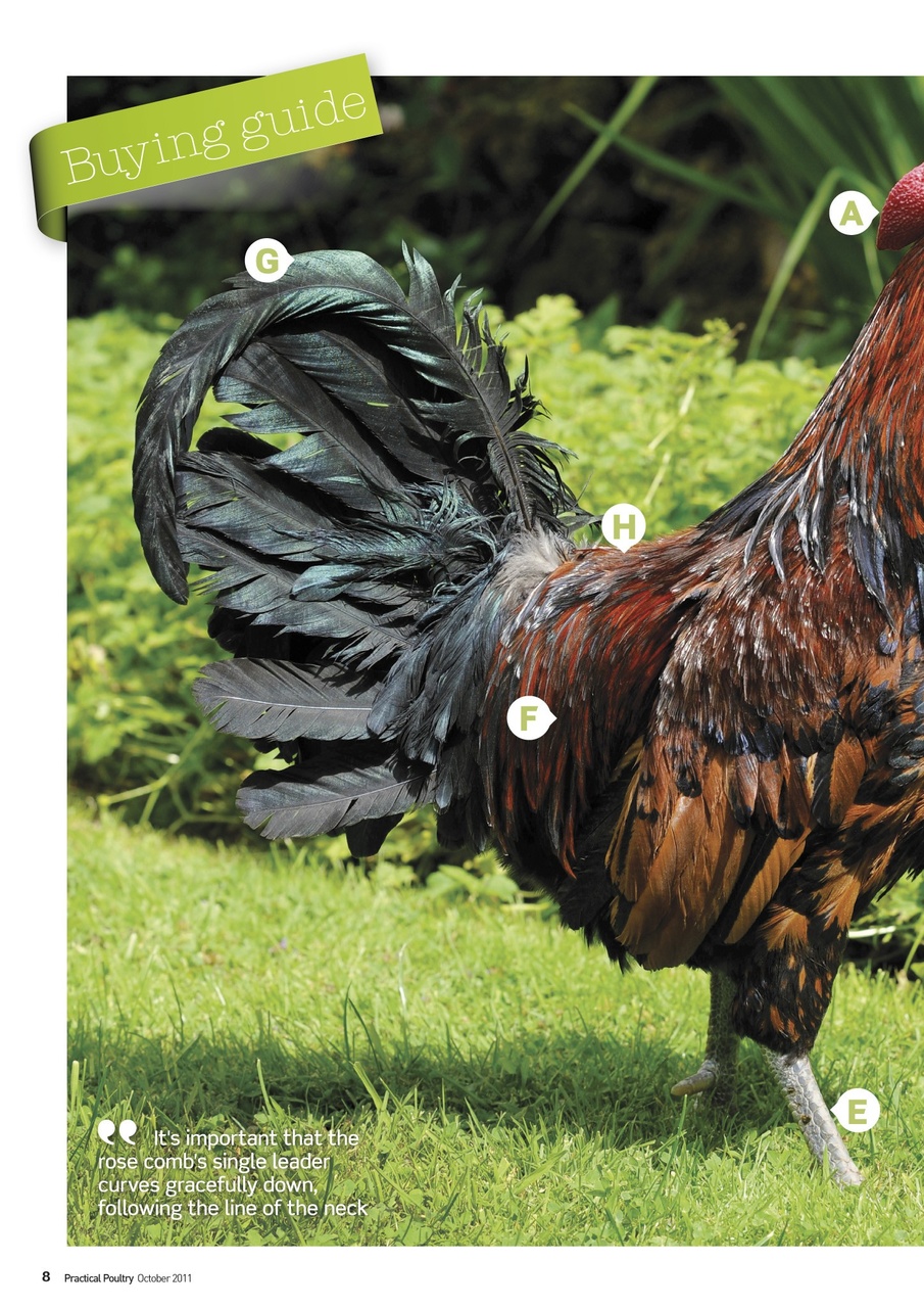 Practical Poultry Preview Pages