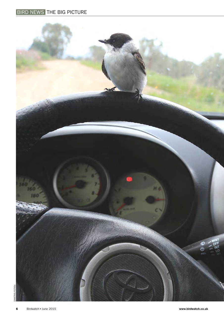 Birdwatch Magazine Preview Pages