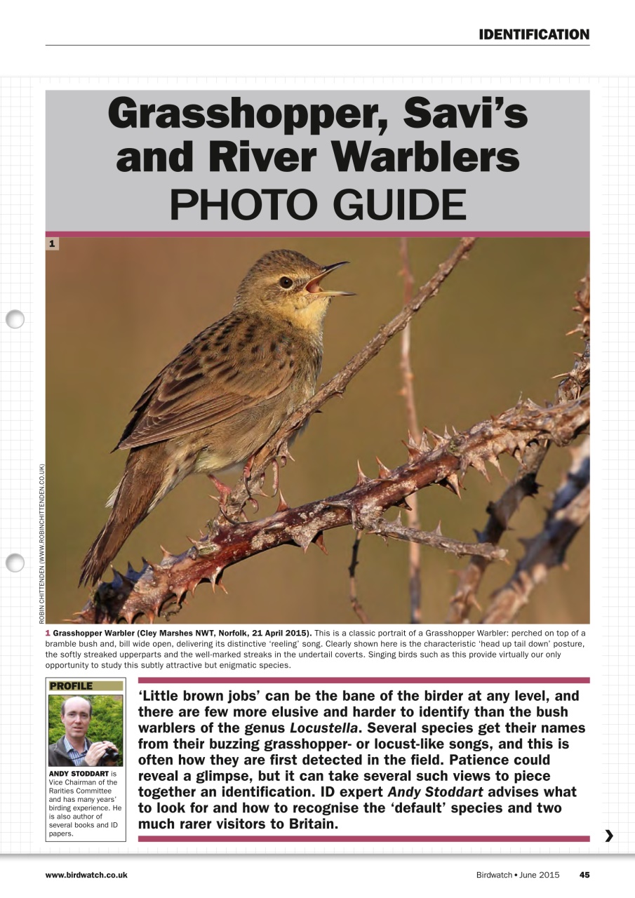 Birdwatch Magazine Preview Pages