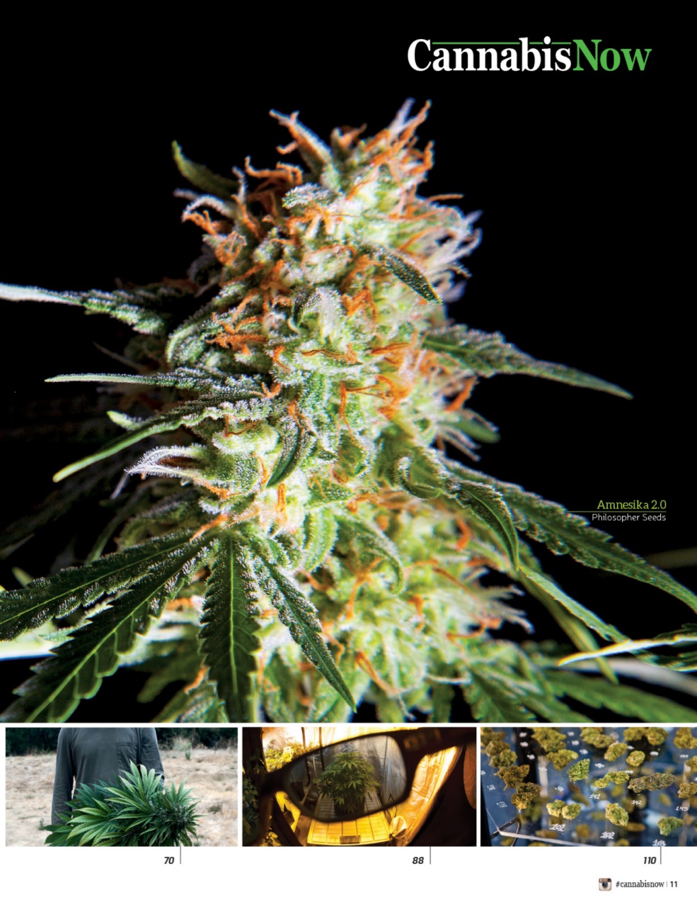 Cannabis Now Preview Pages