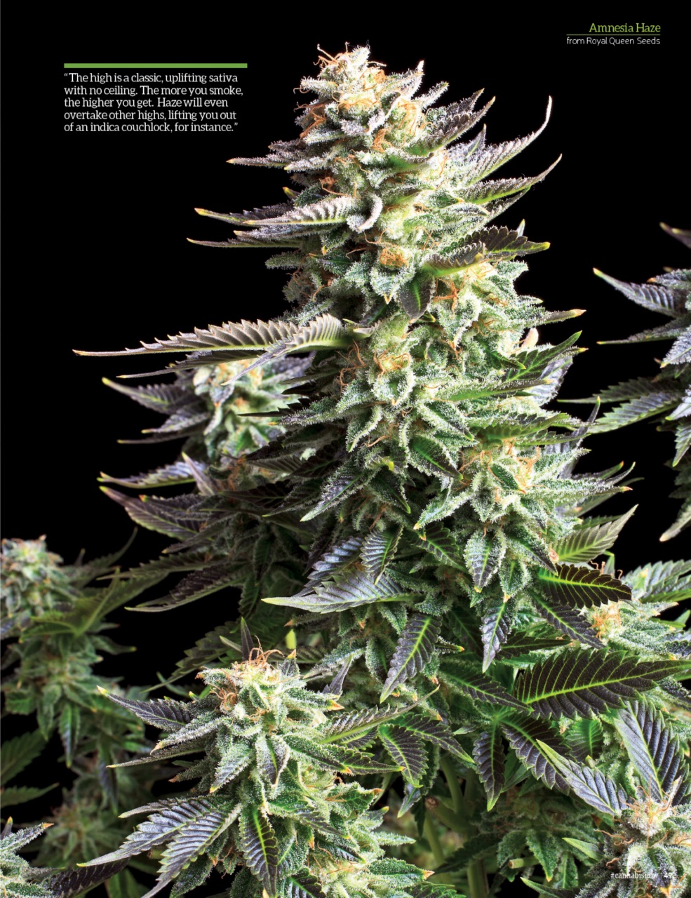 Cannabis Now Preview Pages