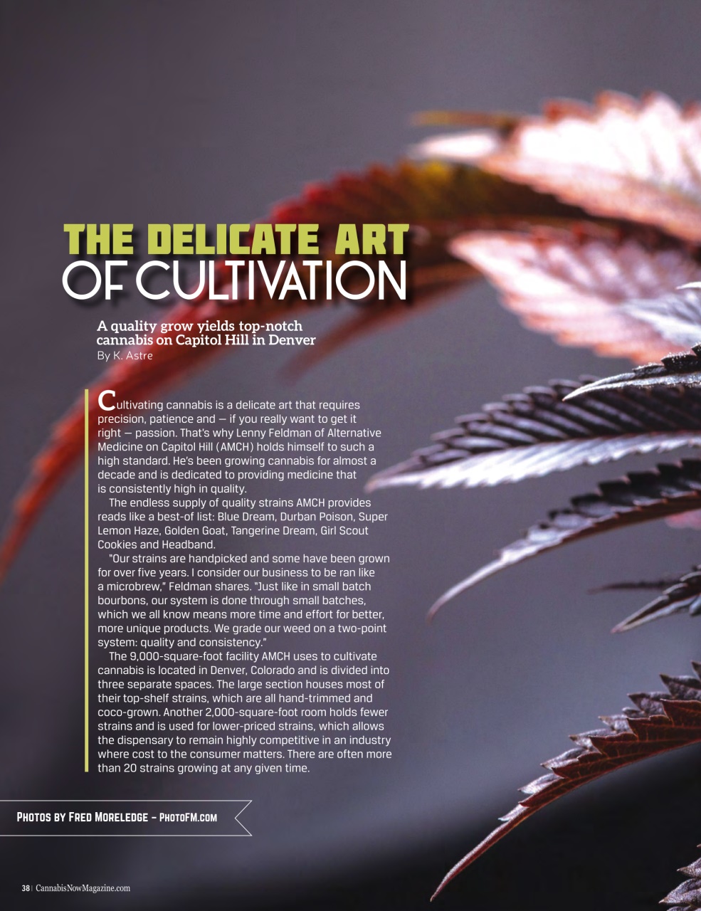 Cannabis Now Preview Pages