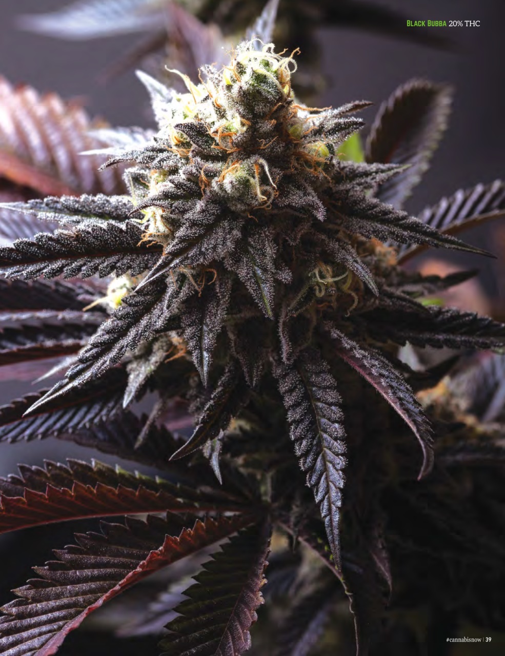 Cannabis Now Preview Pages