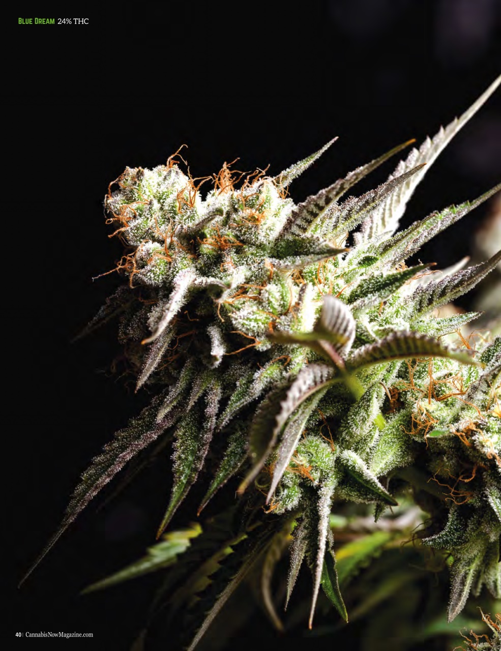 Cannabis Now Preview Pages