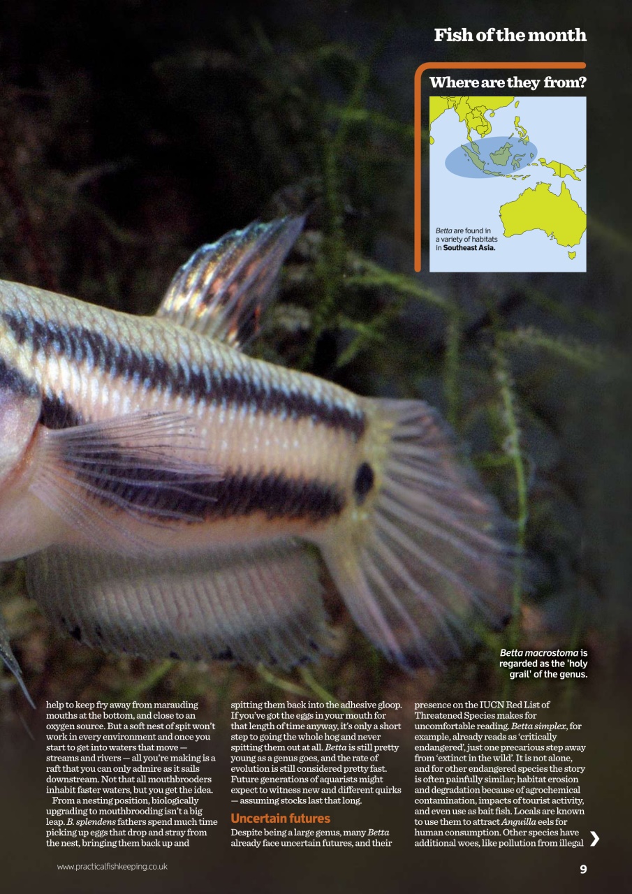 Practical Fishkeeping Preview Pages