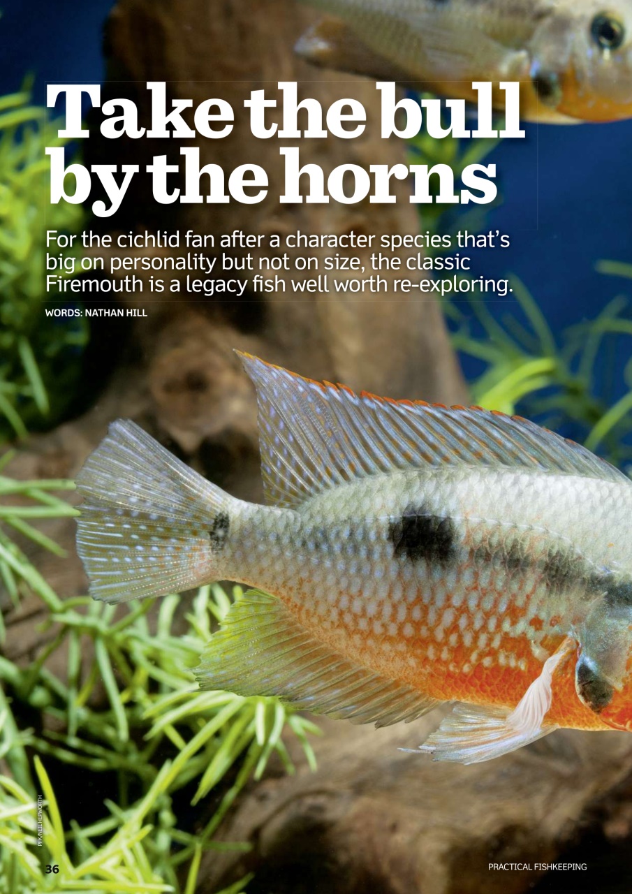 Practical Fishkeeping Preview Pages