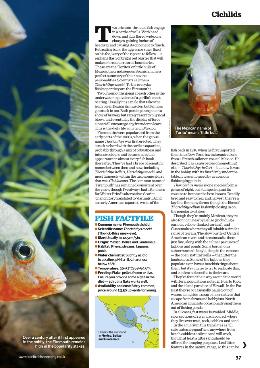 Practical Fishkeeping Preview Pages