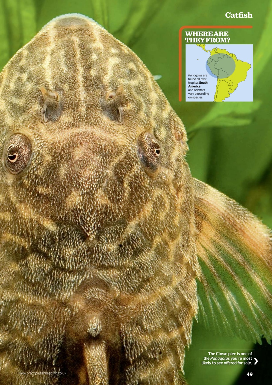 Practical Fishkeeping Preview Pages