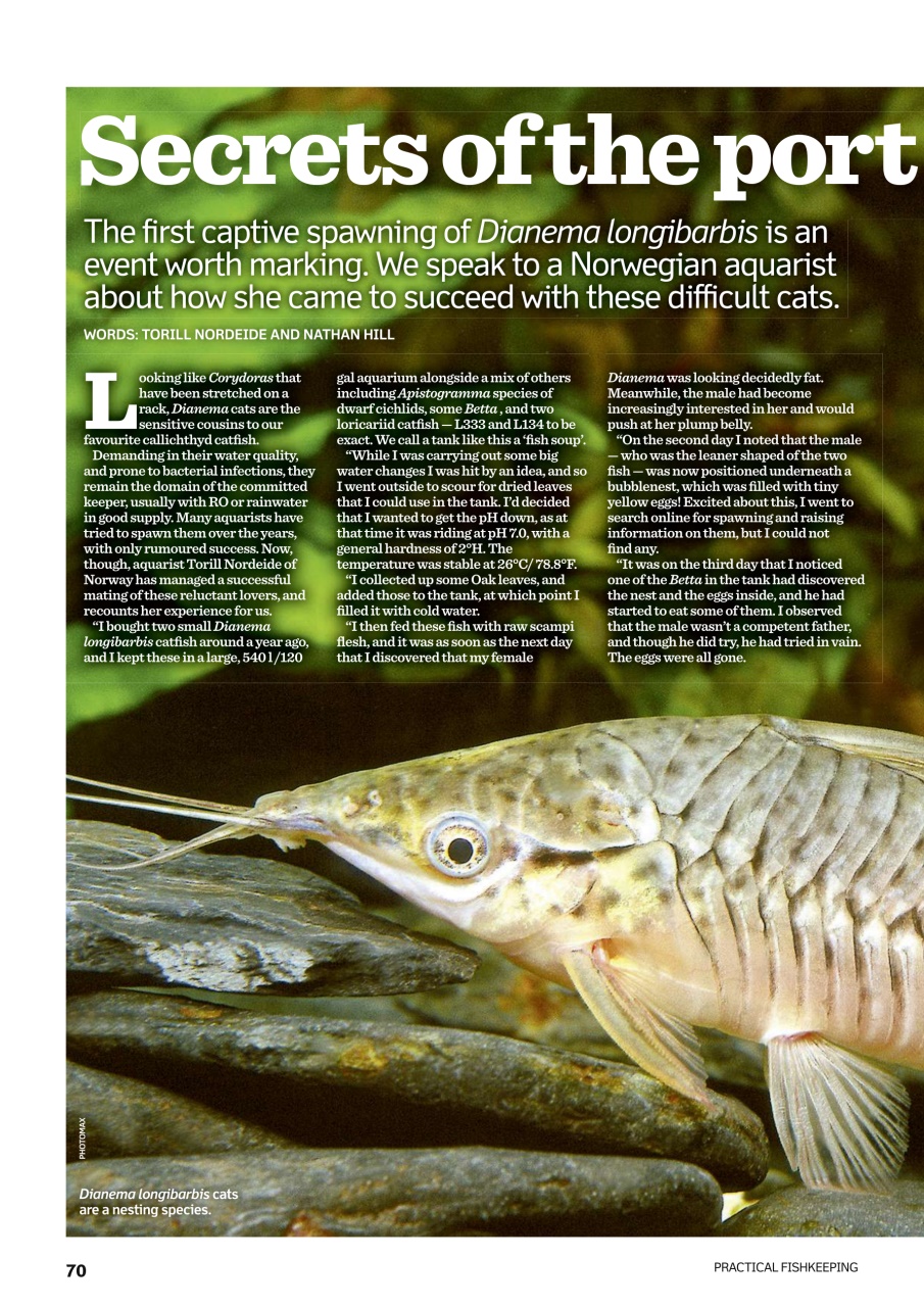 Practical Fishkeeping Preview Pages