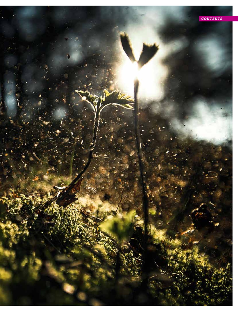 Singletrack Preview Pages