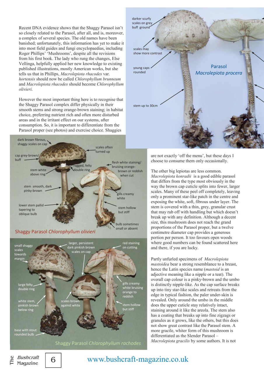 Bushcraft Magazine Preview Pages