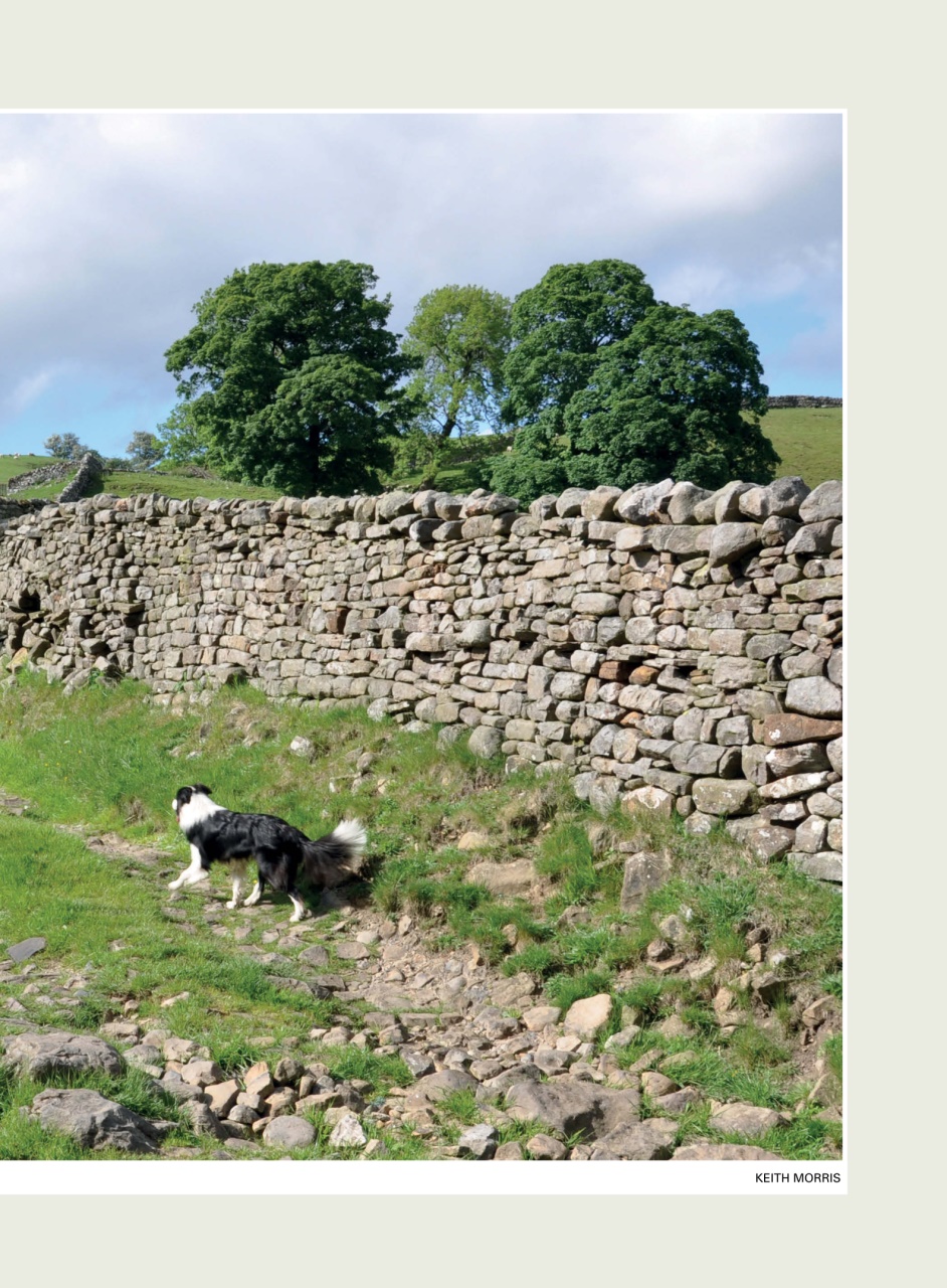 Evergreen Preview Pages