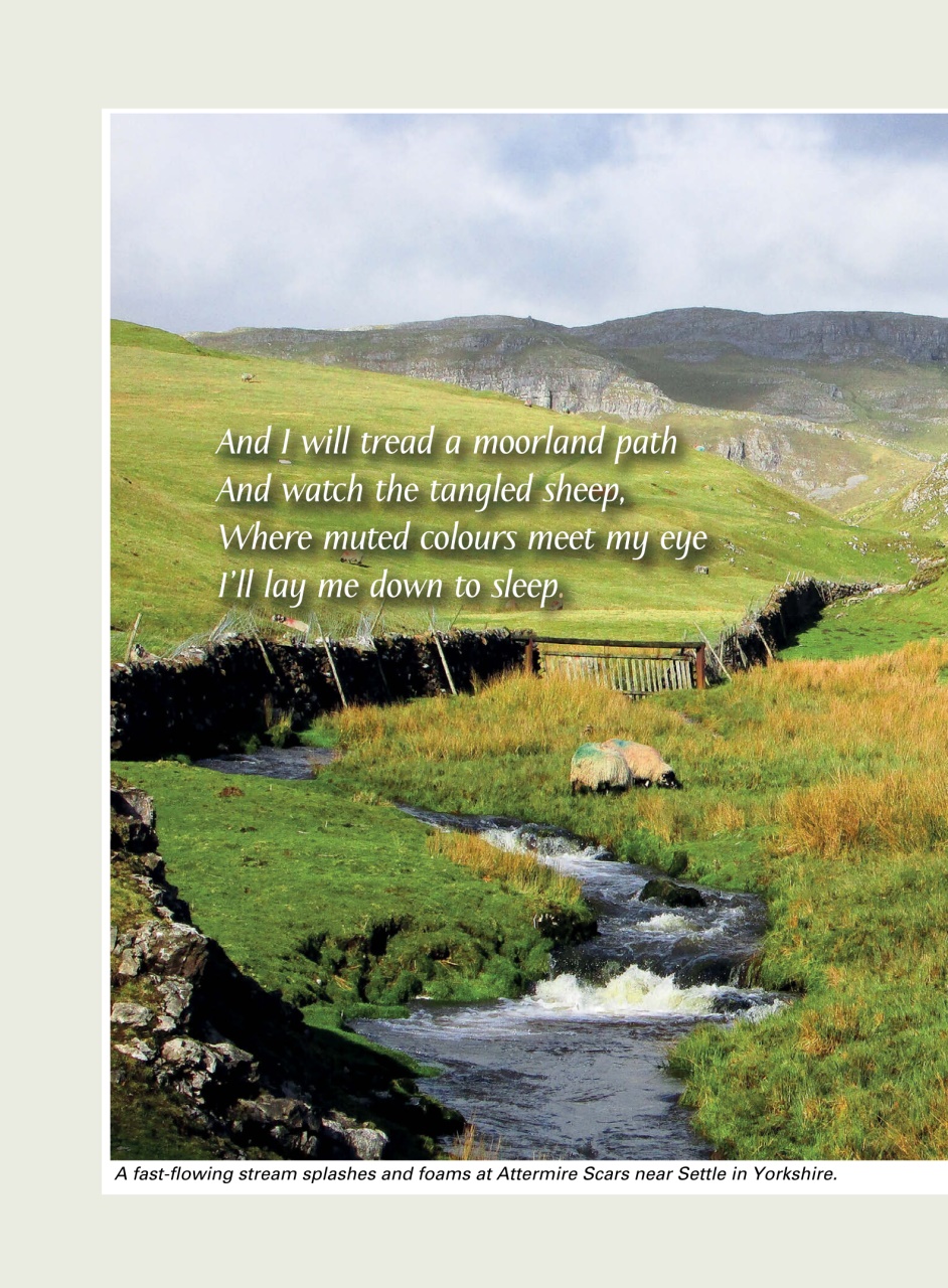 Evergreen Preview Pages