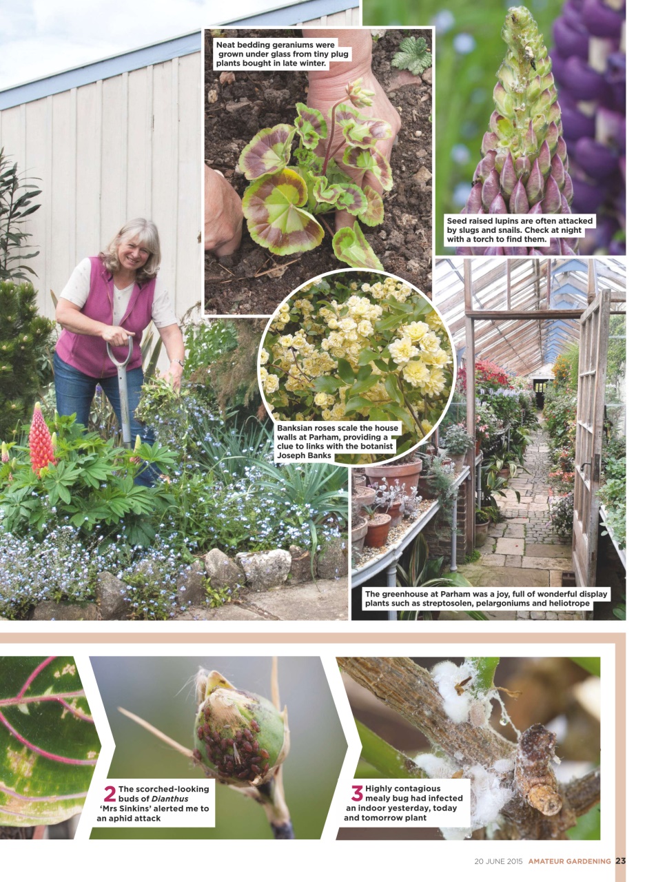 Amateur Gardening Preview Pages