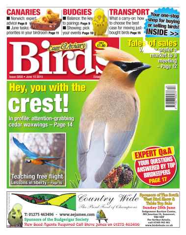 Cage & Aviary Birds issue No.5858 Hey, You With The Crest!