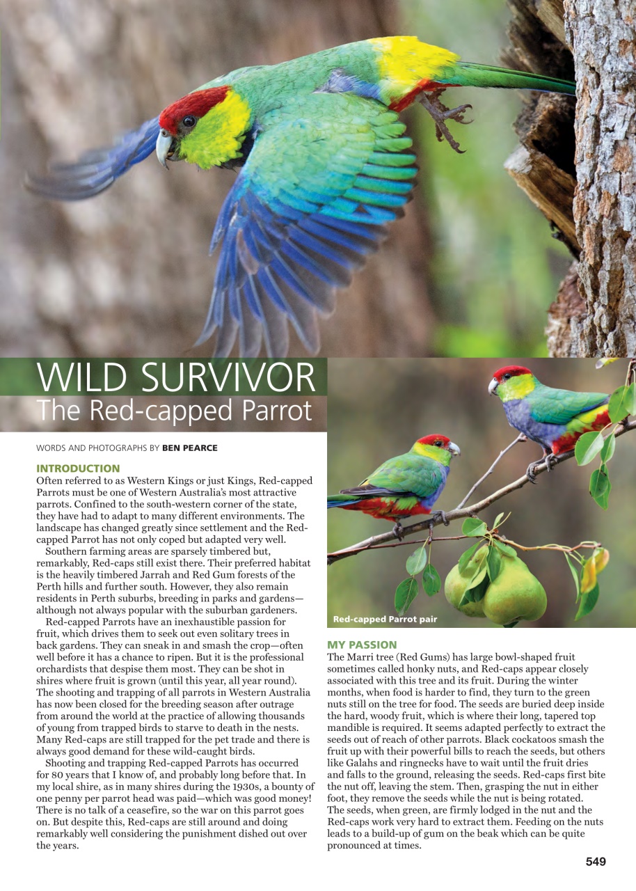 Australian Birdkeeper Magazine Preview Pages