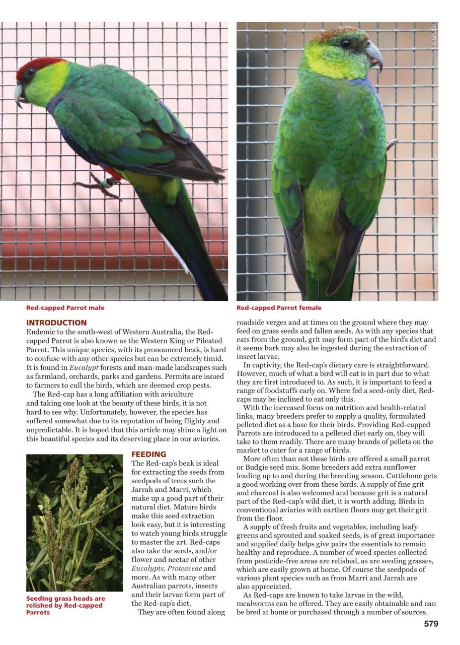 Australian Birdkeeper Magazine Preview Pages