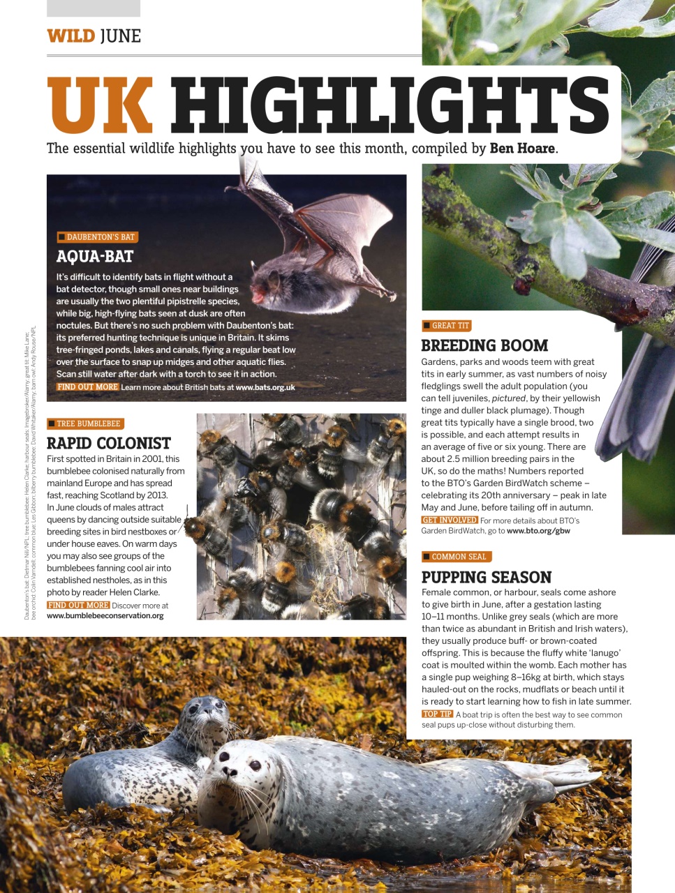 BBC Wildlife Magazine Preview Pages