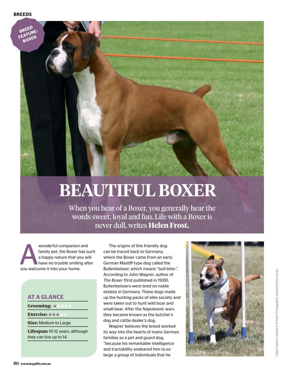 Dogs Life Preview Pages