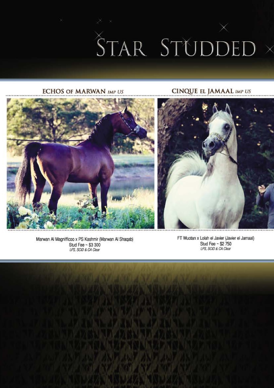 Australian Arabian Horse News Preview Pages