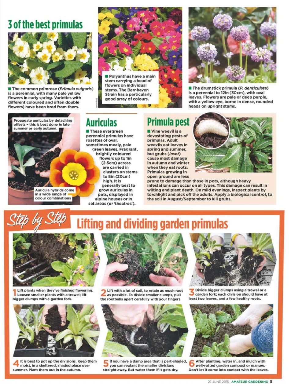 Amateur Gardening Preview Pages
