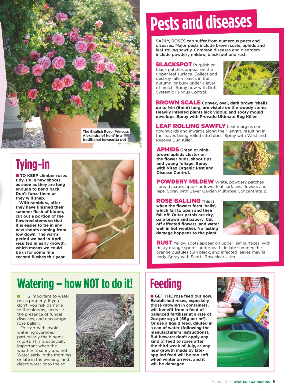 Amateur Gardening Preview Pages