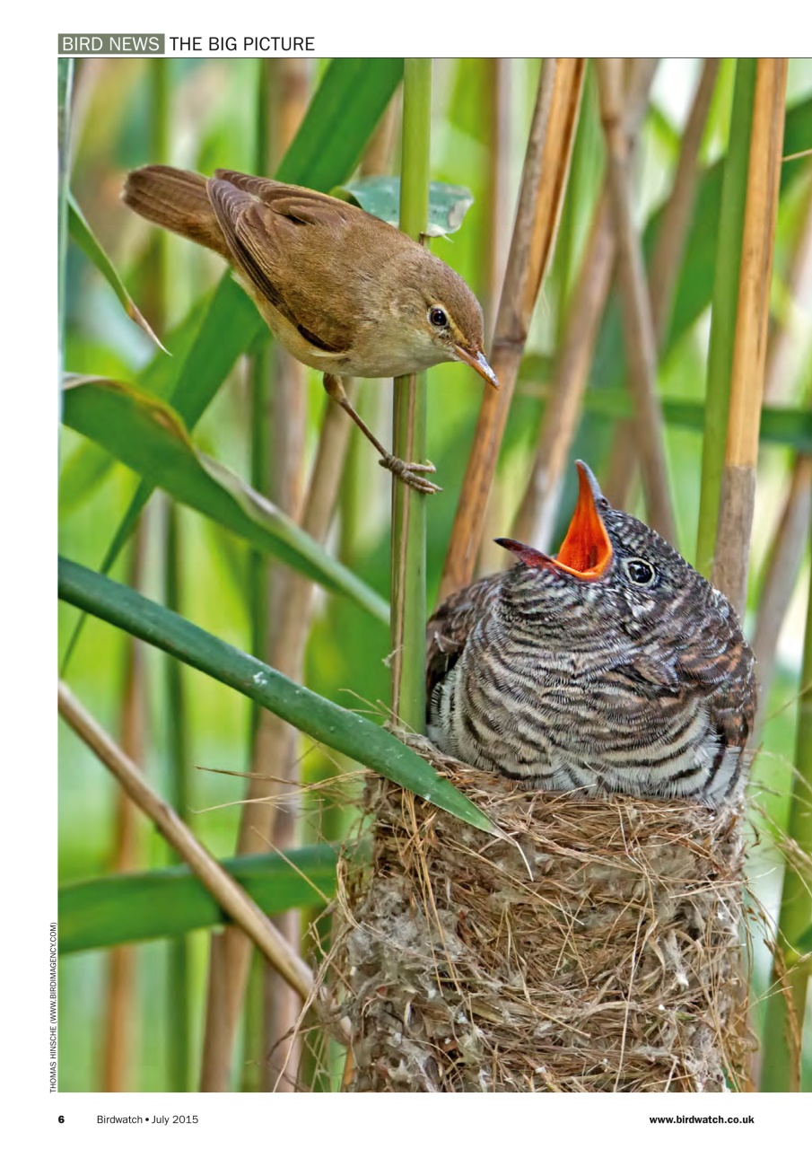 Birdwatch Magazine Preview Pages