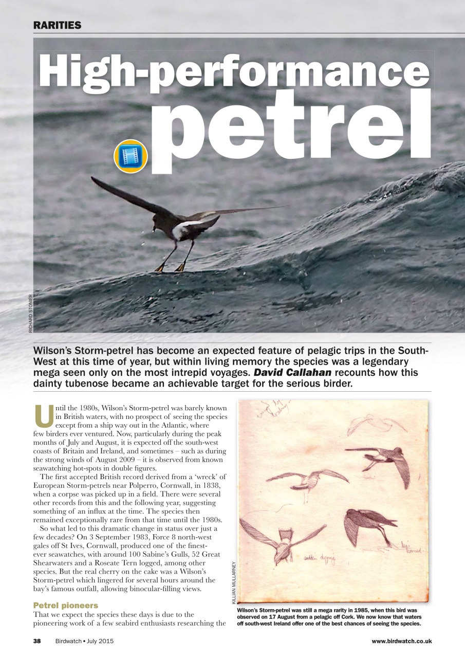 Birdwatch Magazine Preview Pages