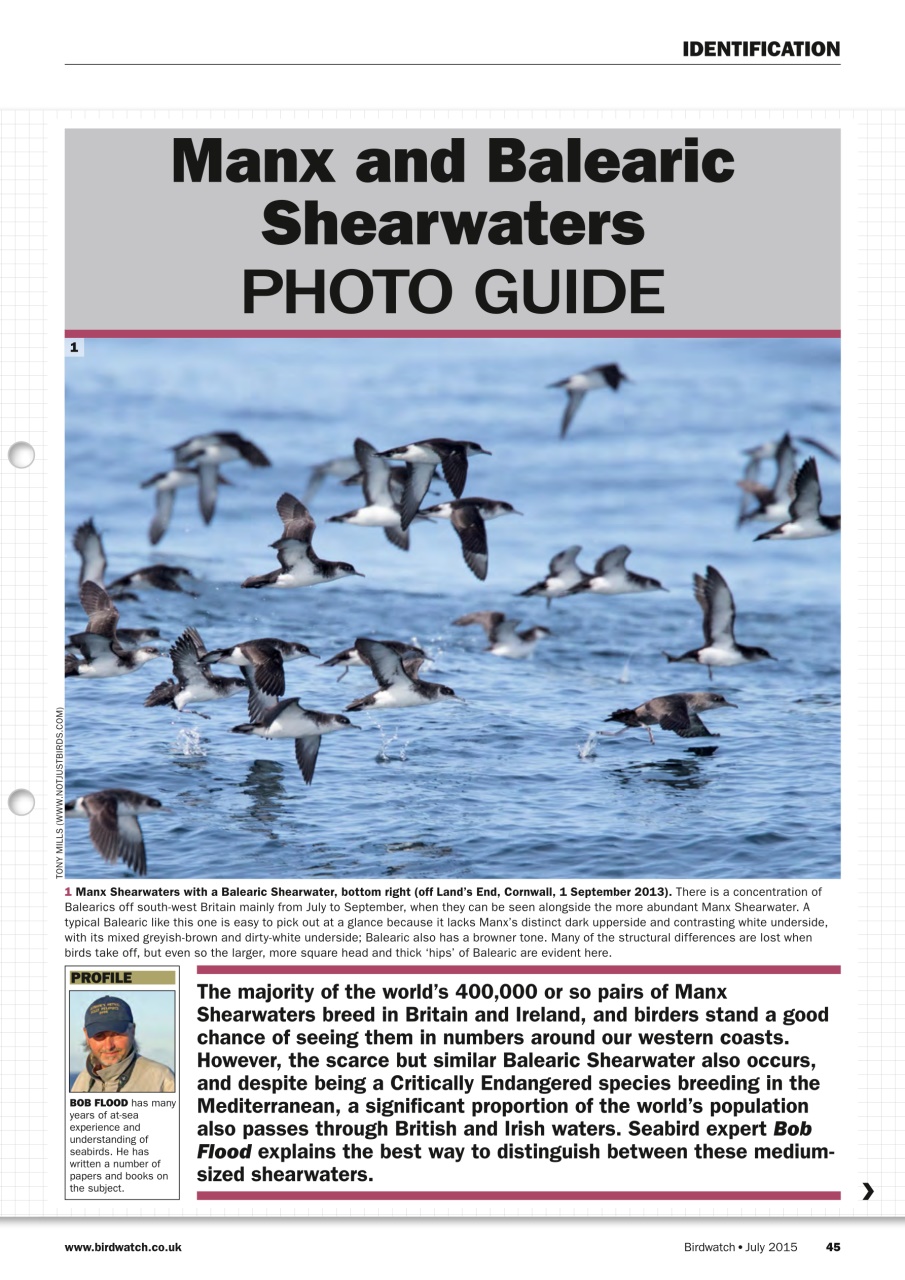Birdwatch Magazine Preview Pages