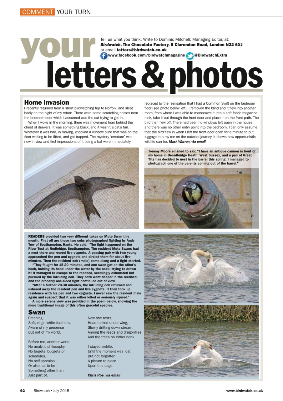 Birdwatch Magazine Preview Pages