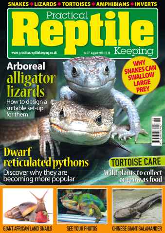 Practical Reptile Keeping issue No. 77 Arboreal Alligator Lizards