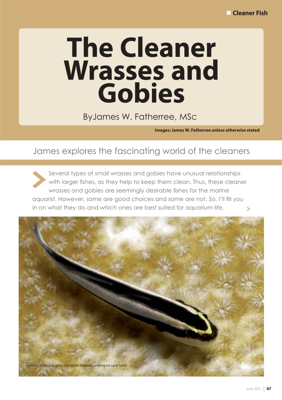 UltraMarine Magazine Preview Pages