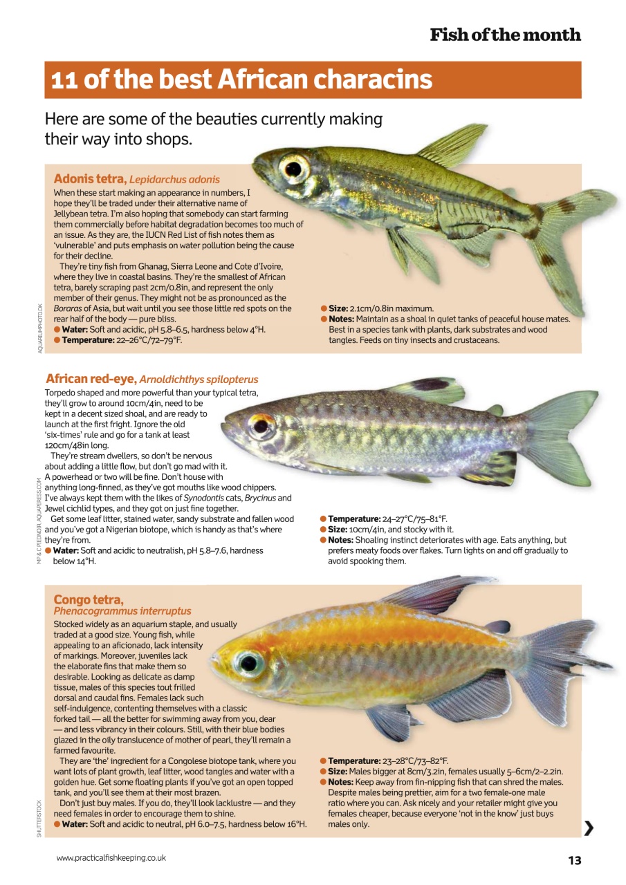 Practical Fishkeeping Preview Pages