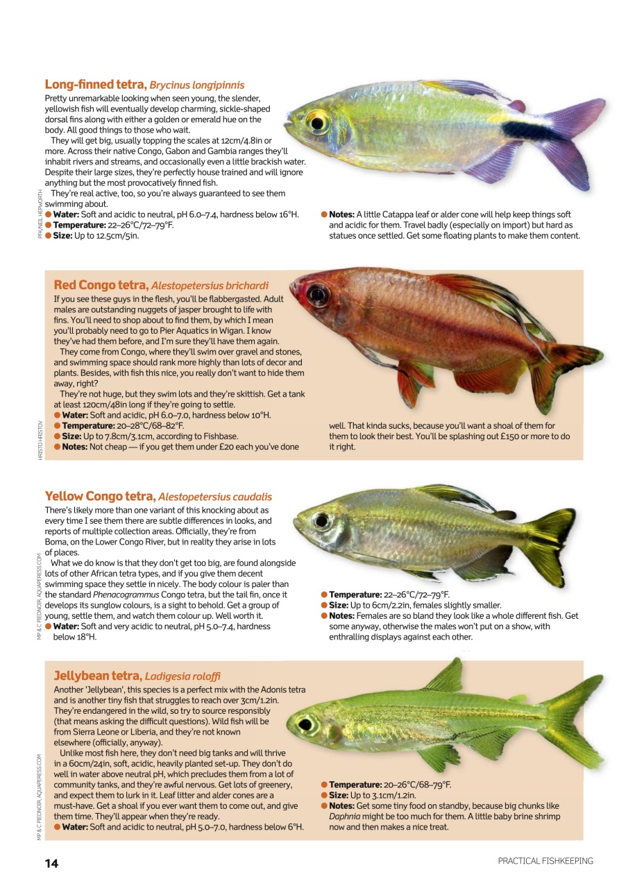 Practical Fishkeeping Preview Pages
