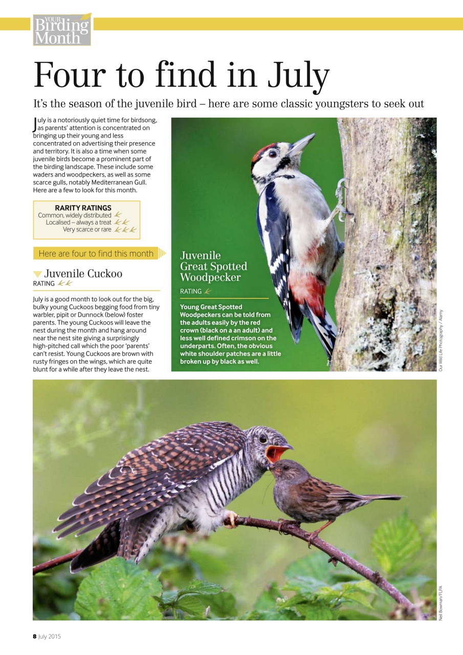 Bird Watching Preview Pages