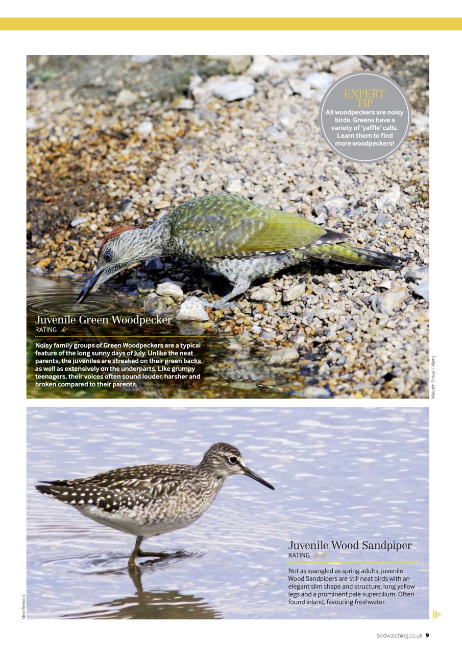 Bird Watching Preview Pages