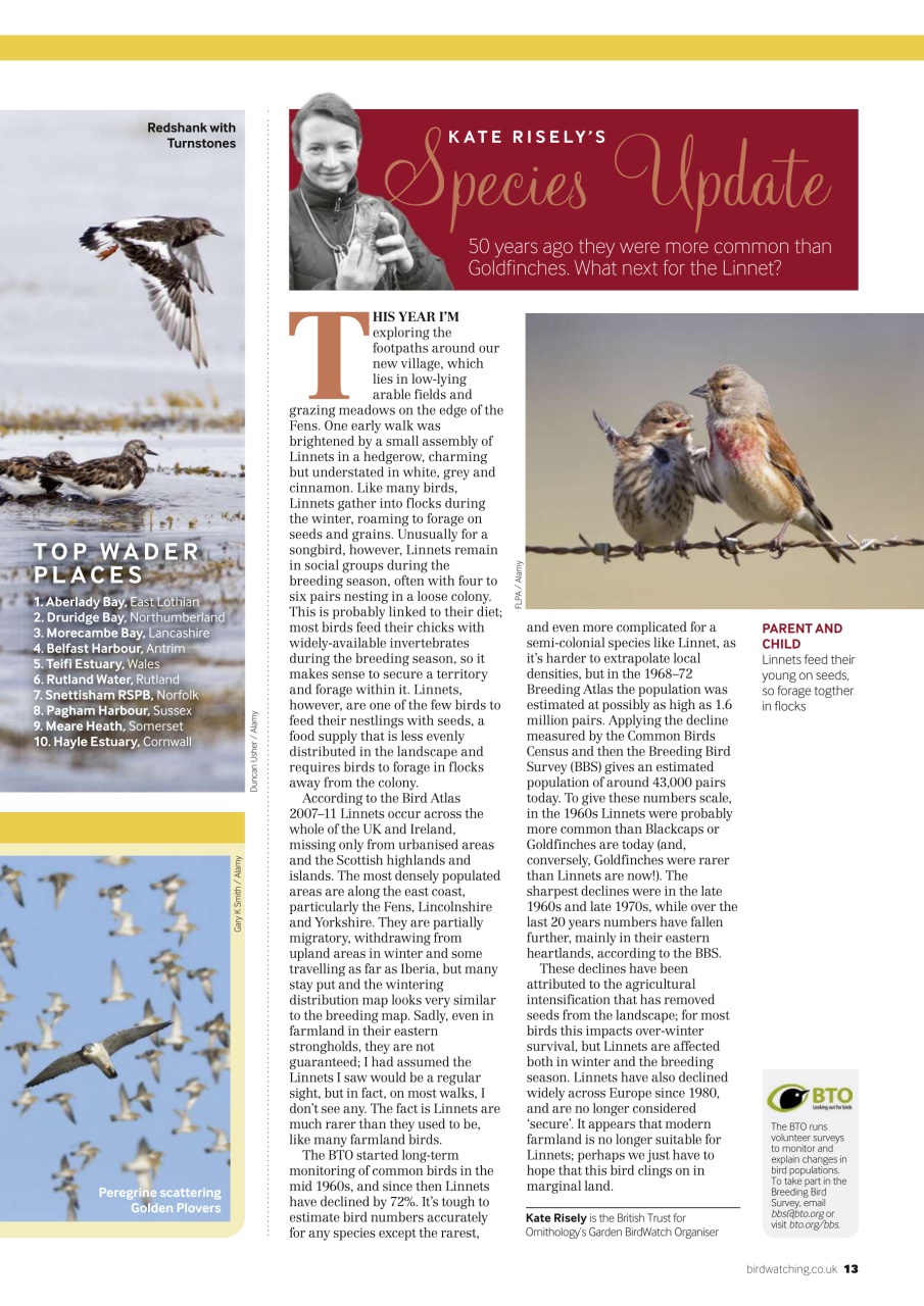 Bird Watching Preview Pages