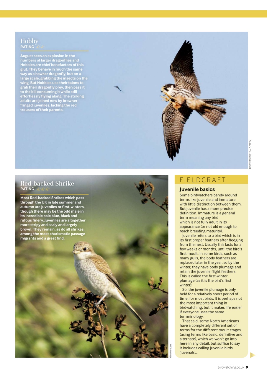Bird Watching Preview Pages