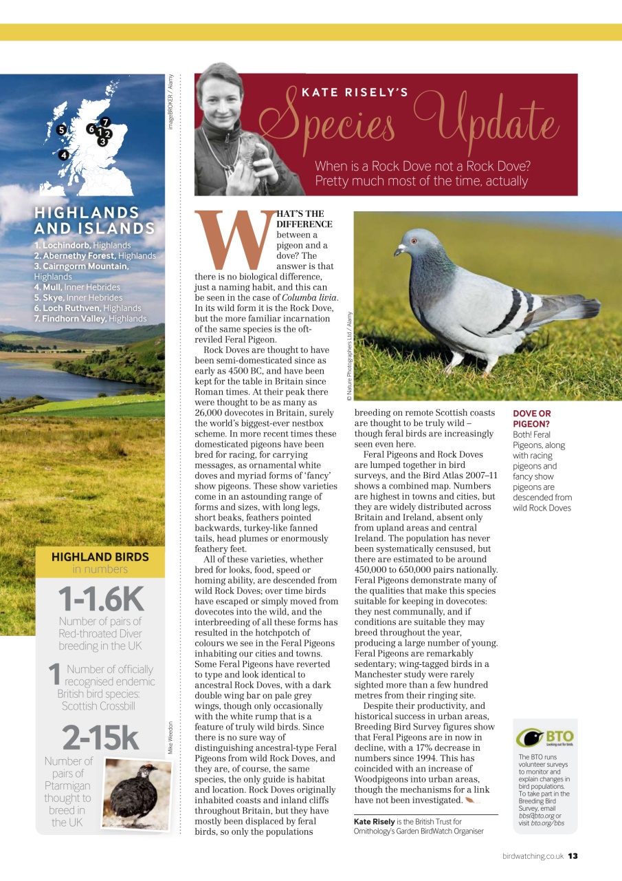 Bird Watching Preview Pages