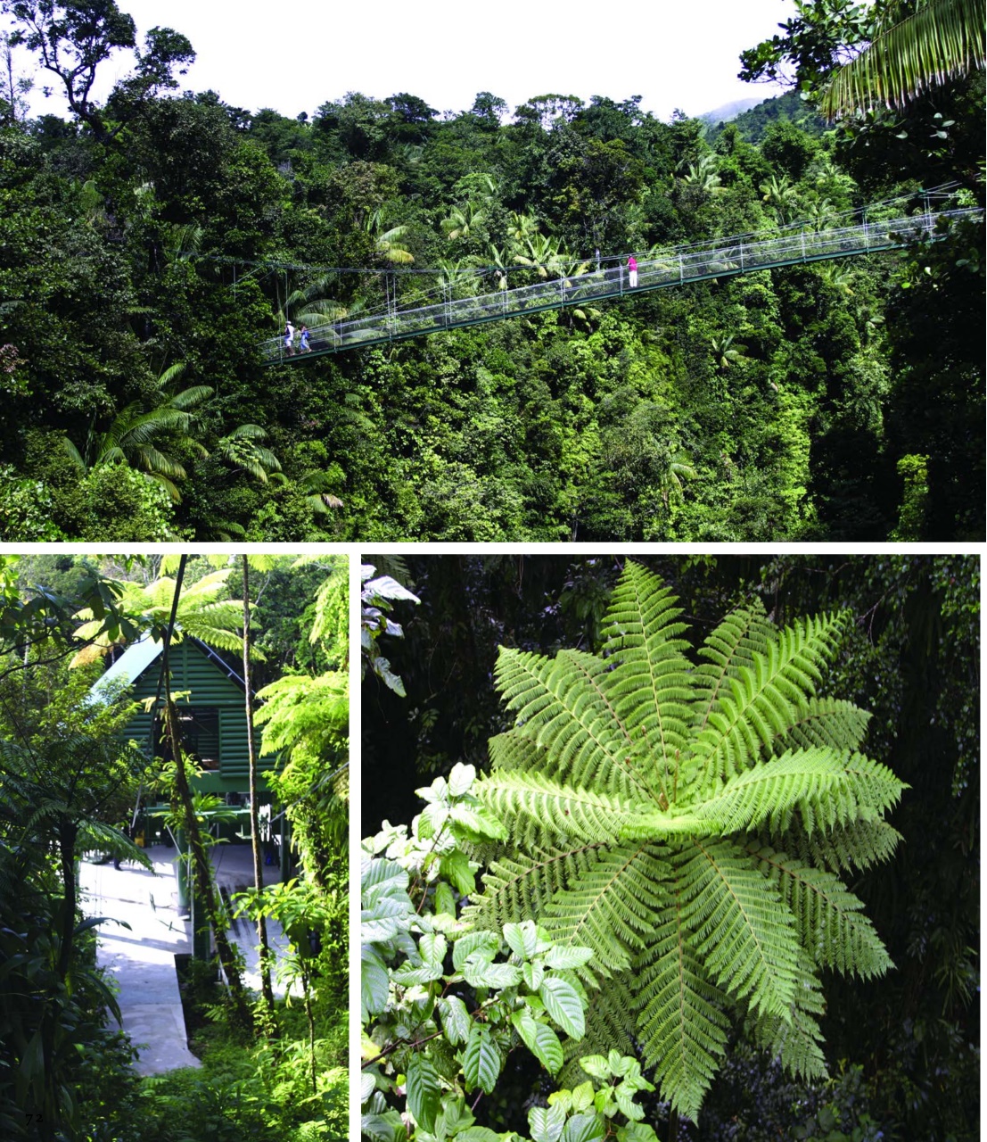 Island Life Preview Pages