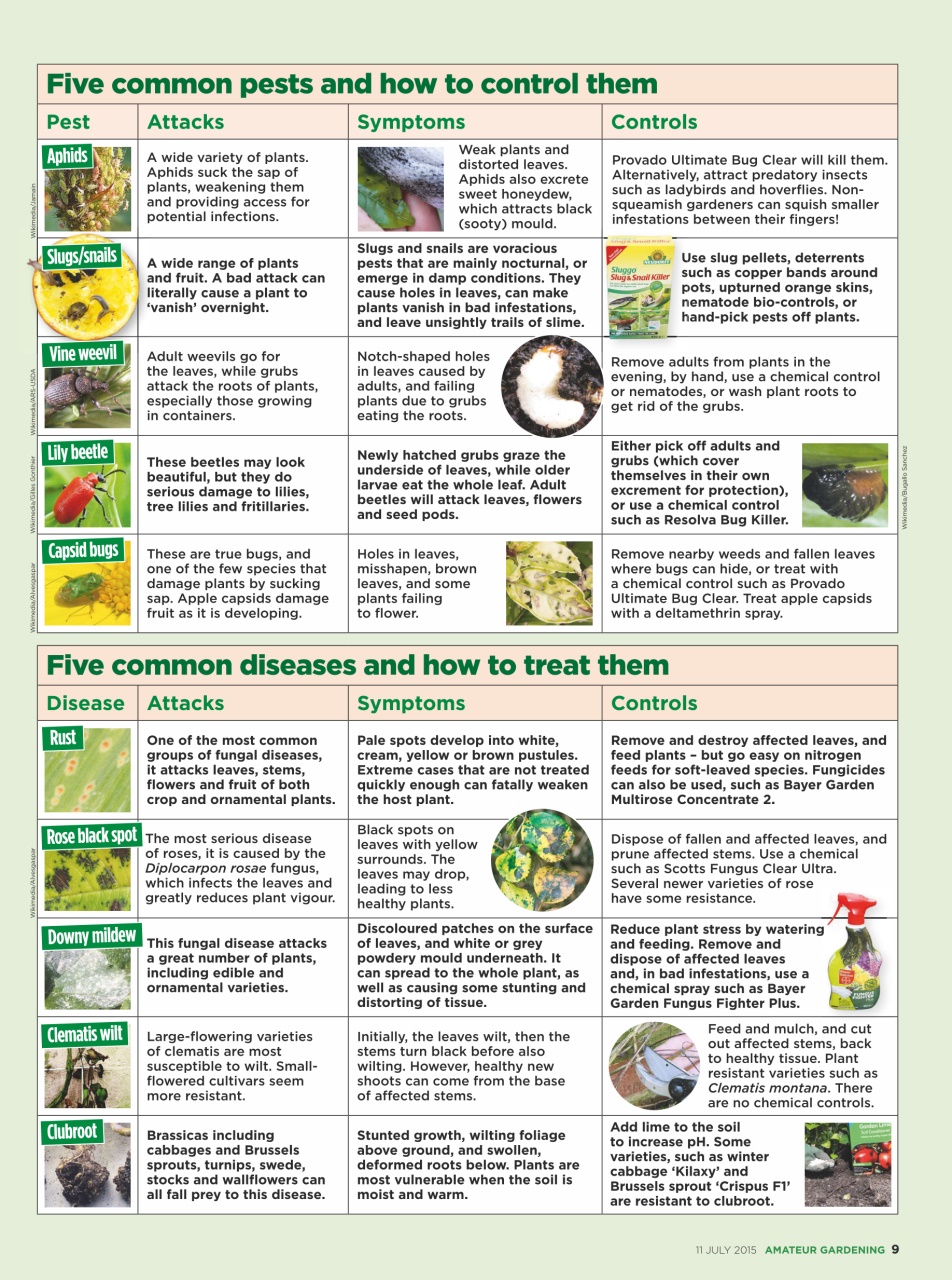 Amateur Gardening Preview Pages