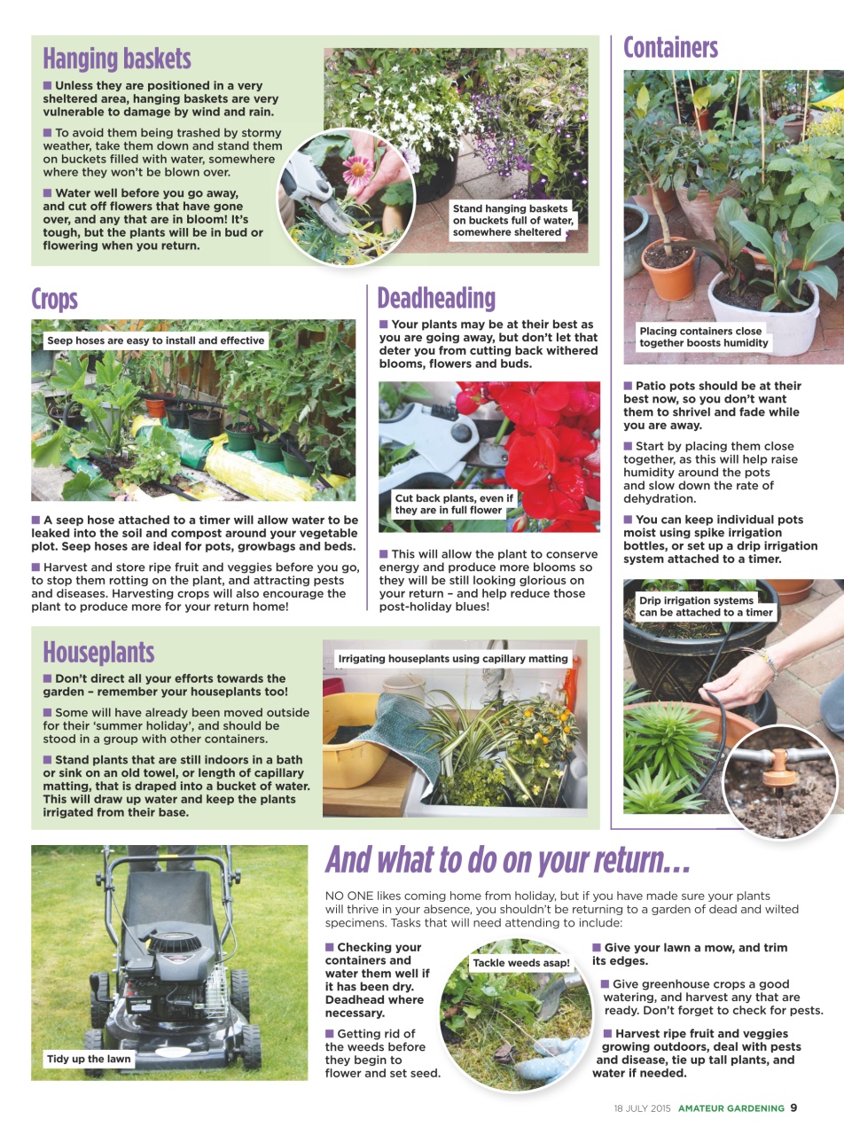 Amateur Gardening Preview Pages