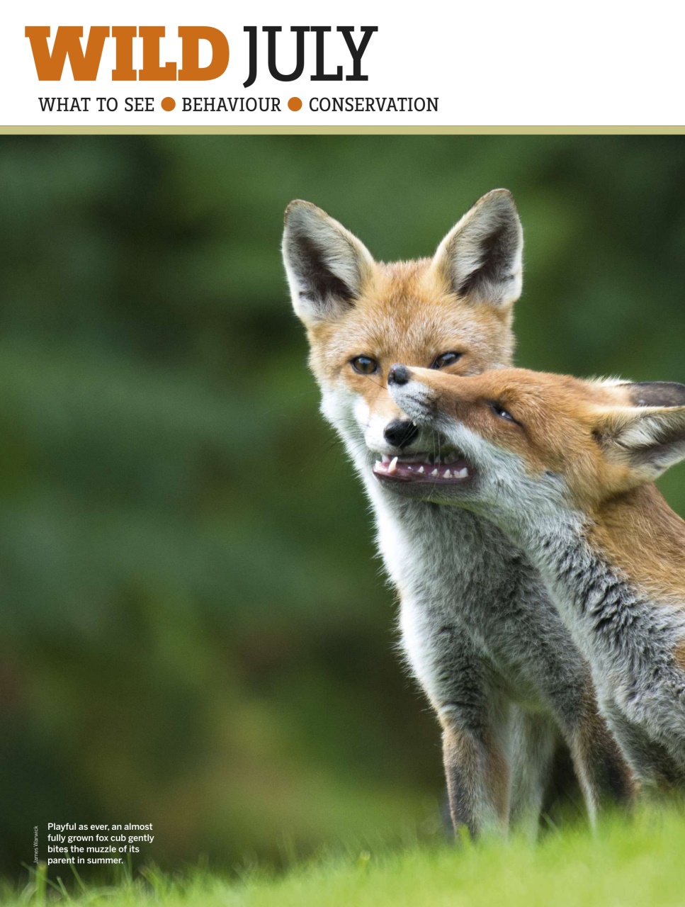 BBC Wildlife Magazine Preview Pages