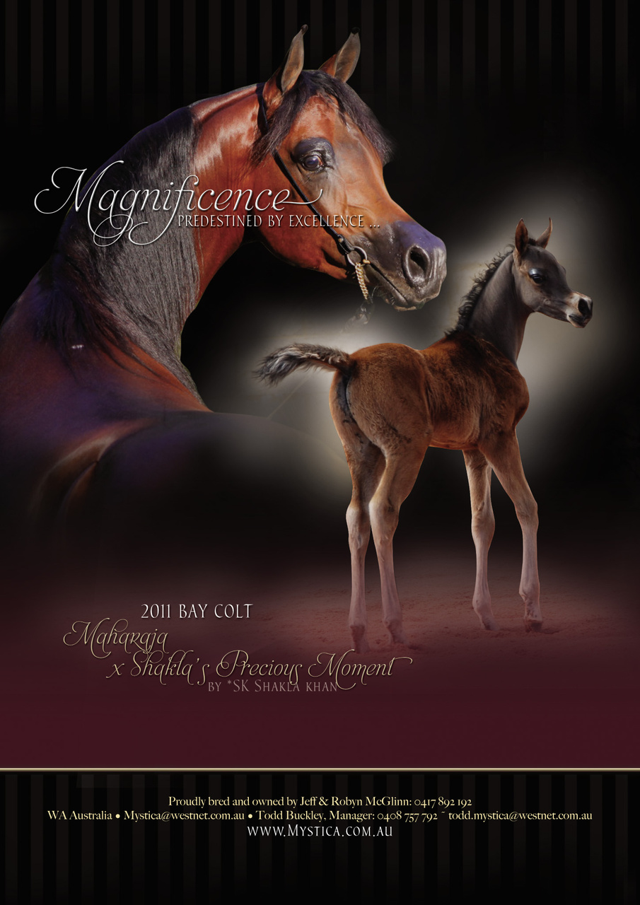 Australian Arabian Horse News Preview Pages