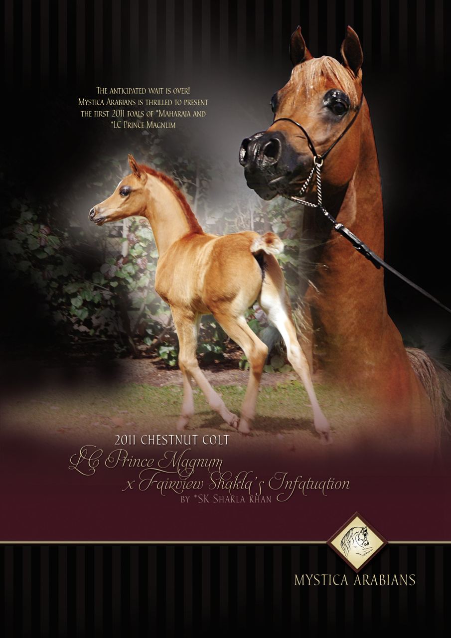 Australian Arabian Horse News Preview Pages