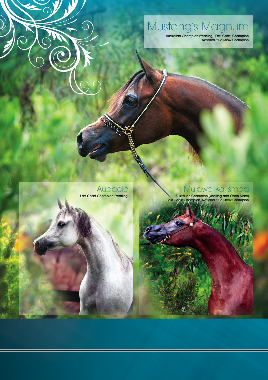Australian Arabian Horse News Preview Pages