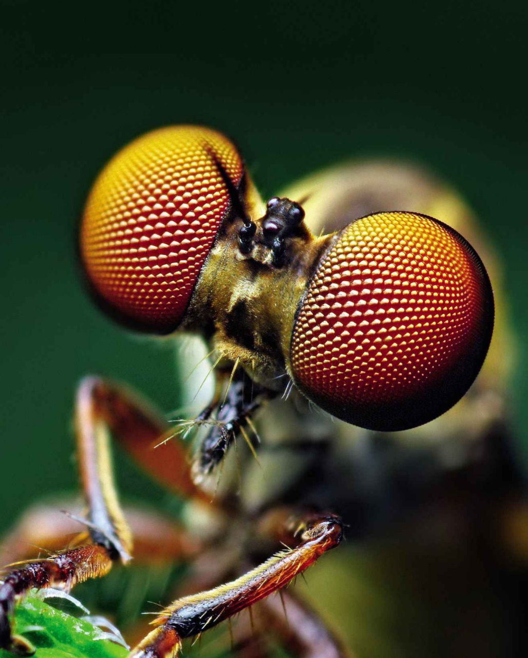 Digital SLR Photography Preview Pages